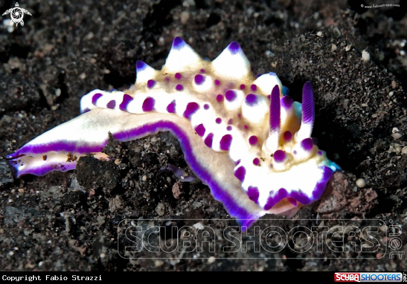 A underwater creature