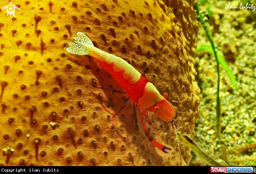 A shrimp