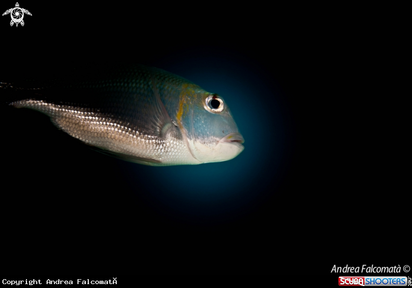 A Fish