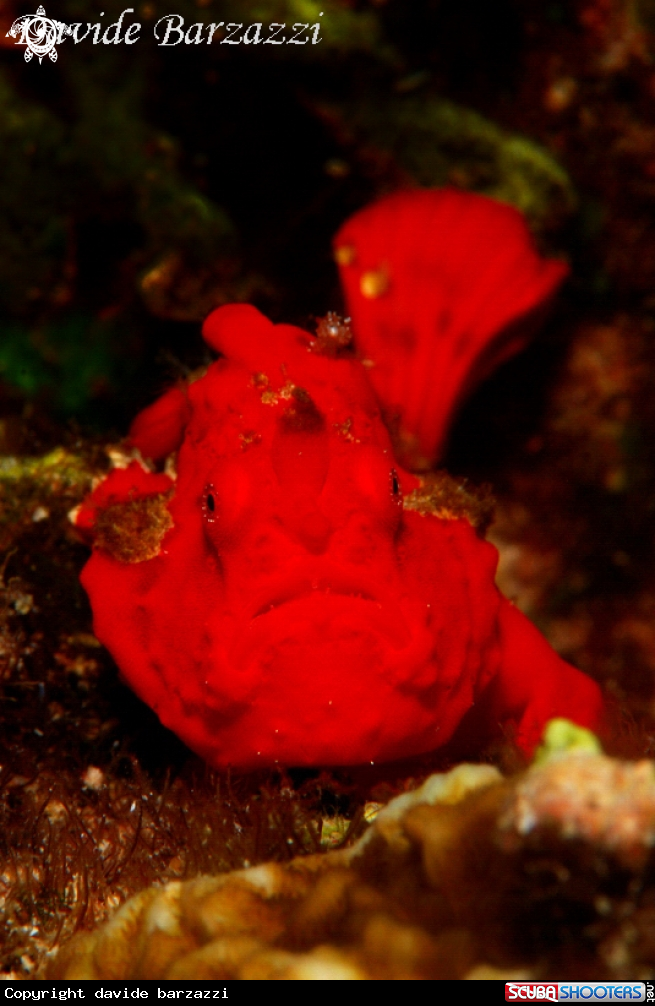 A Frogfish