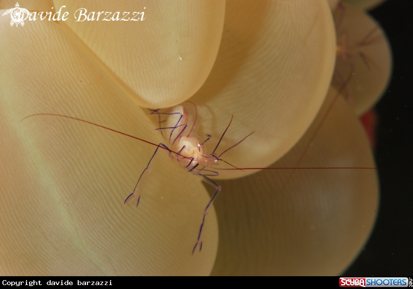 A Bubble coral shrimp