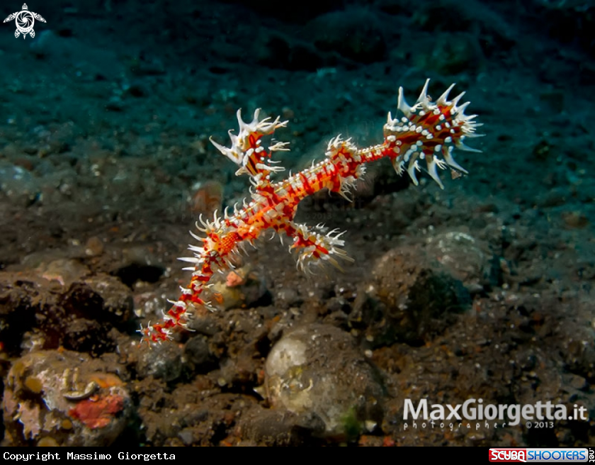 A ghost pipefish
