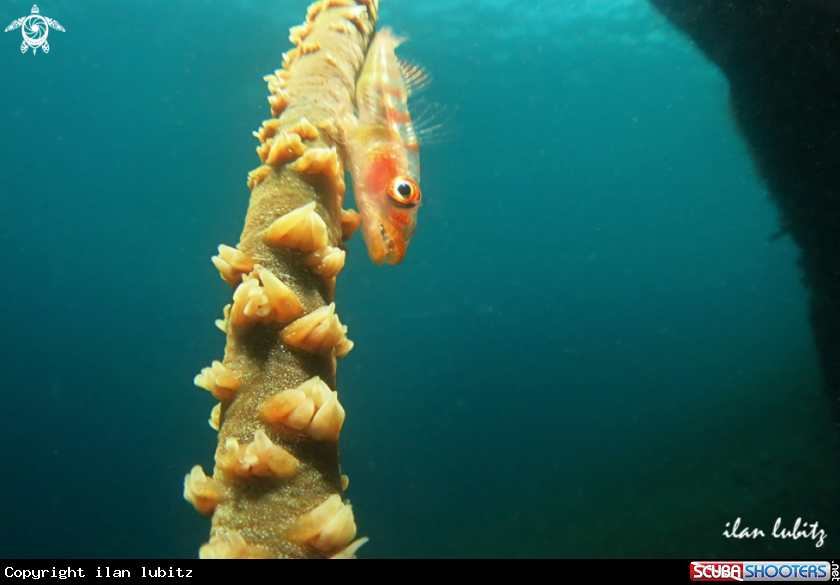 A goby