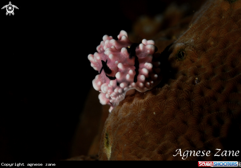 A Nubibranch