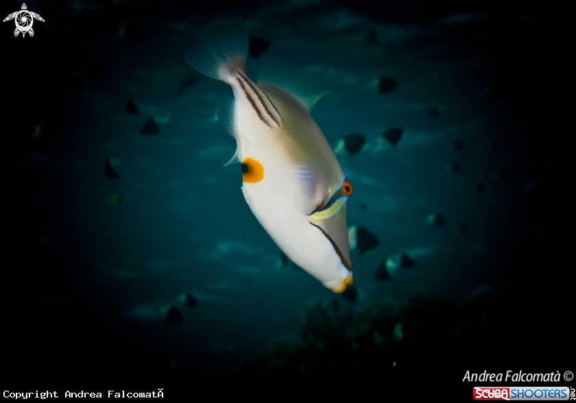 A Fish