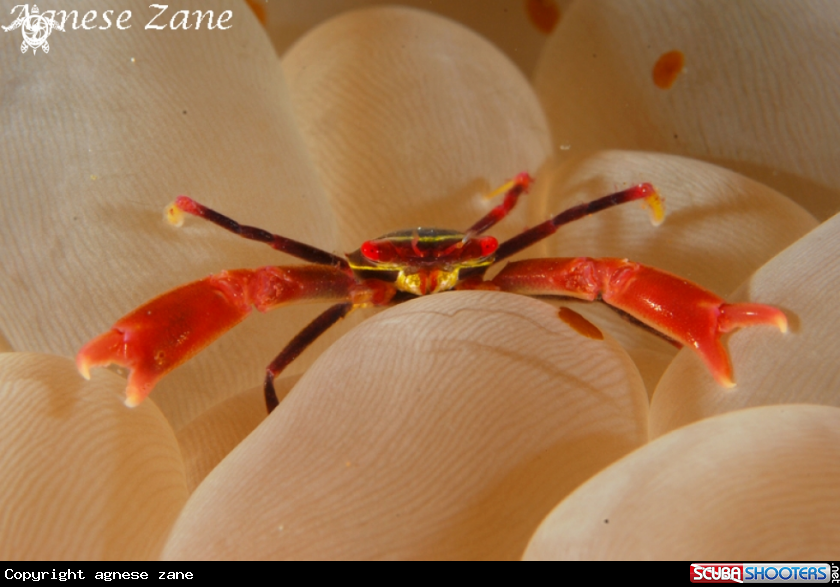 A Coral Crab