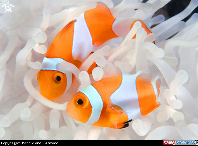 A Clown fishes