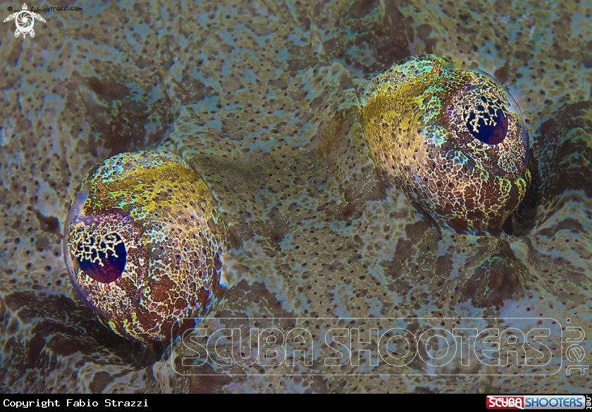 A Crocodile fish