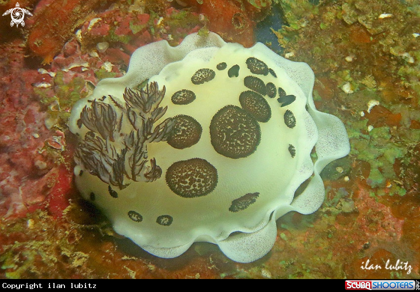 A Nudibranch