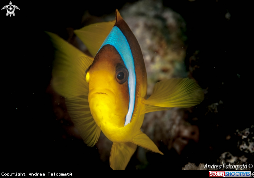 A Clownfish