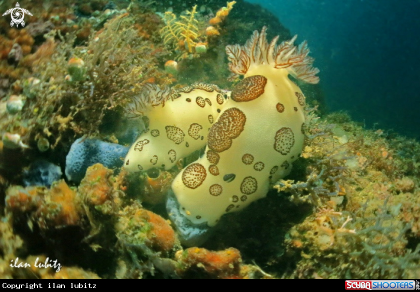 A Nudibranch