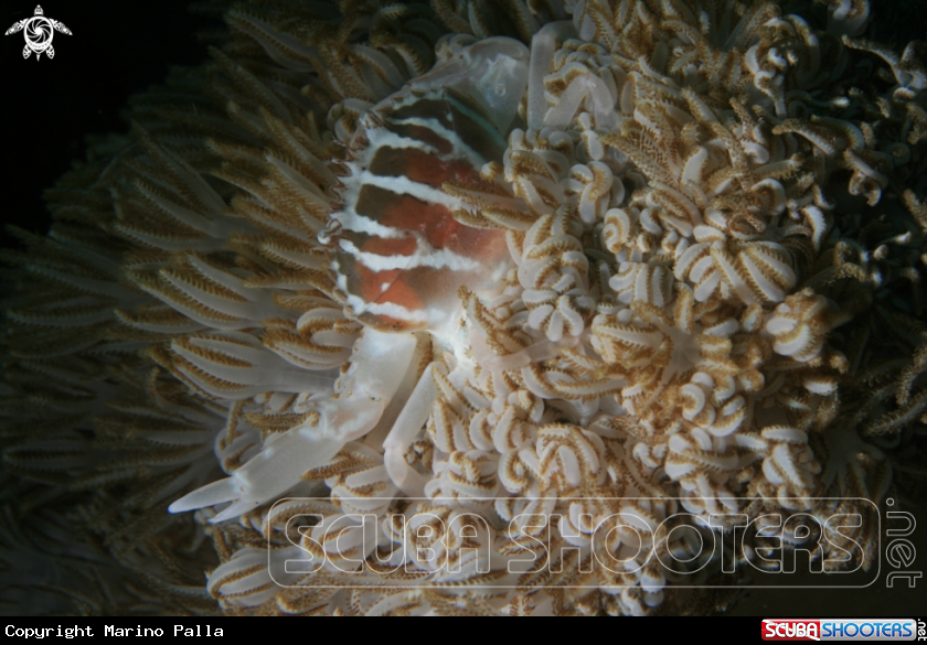 A Xenia Crab