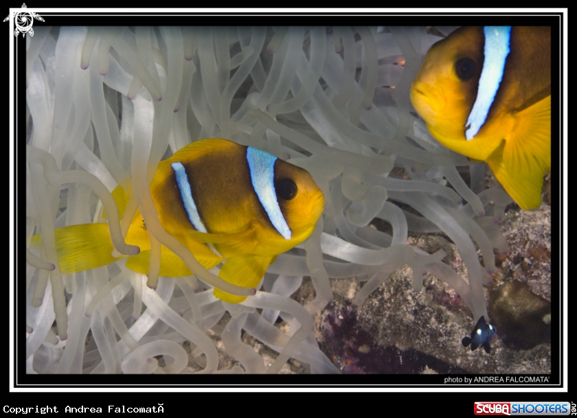 A Clownfish