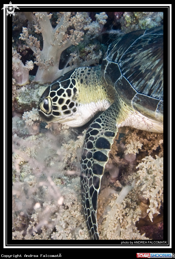 A Turtle2