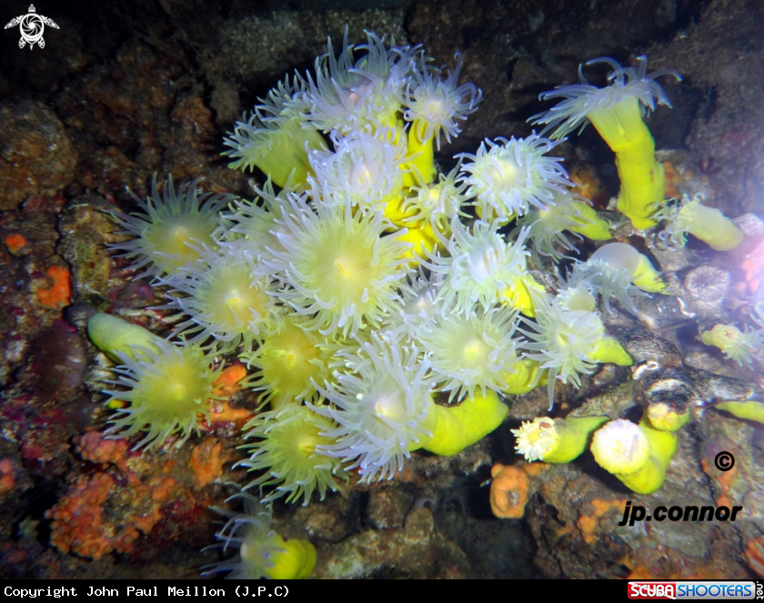 A Corail jaune