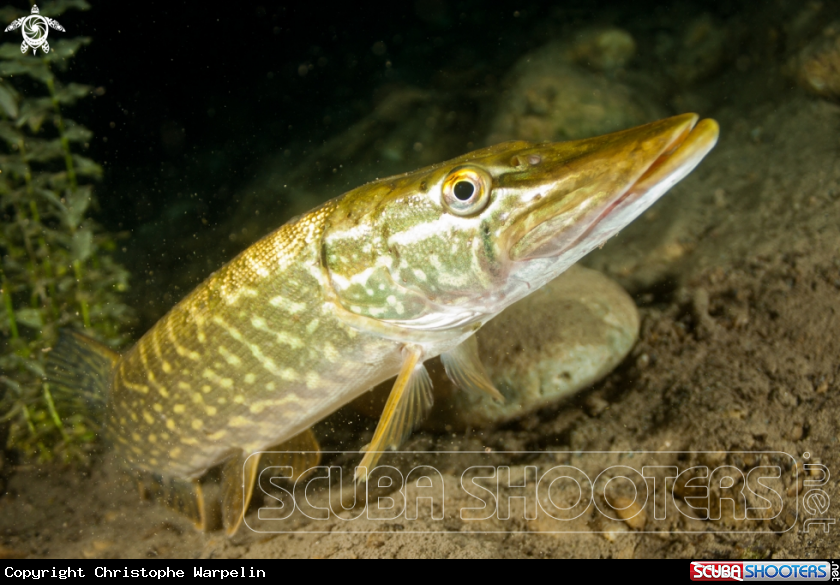 A Pike / Northern Pike