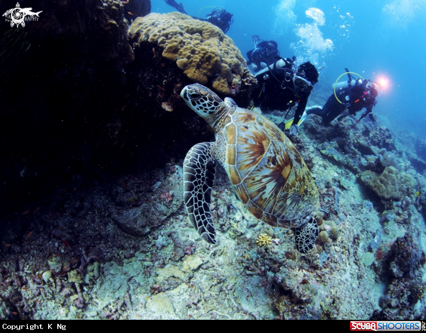 A Spiden's Celebrity - Green sea turtle