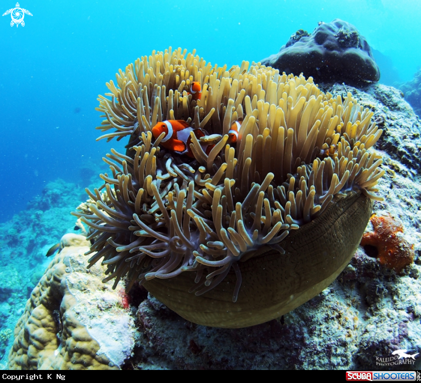 A Clownfish Family