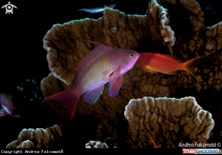 A Anthias