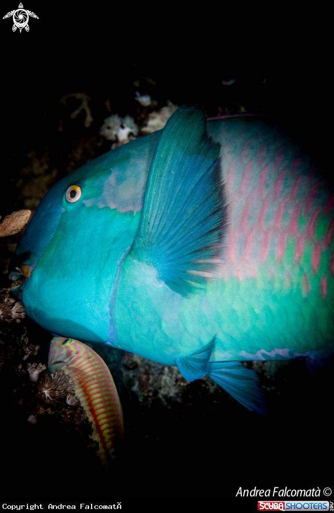 A Parrot Fish