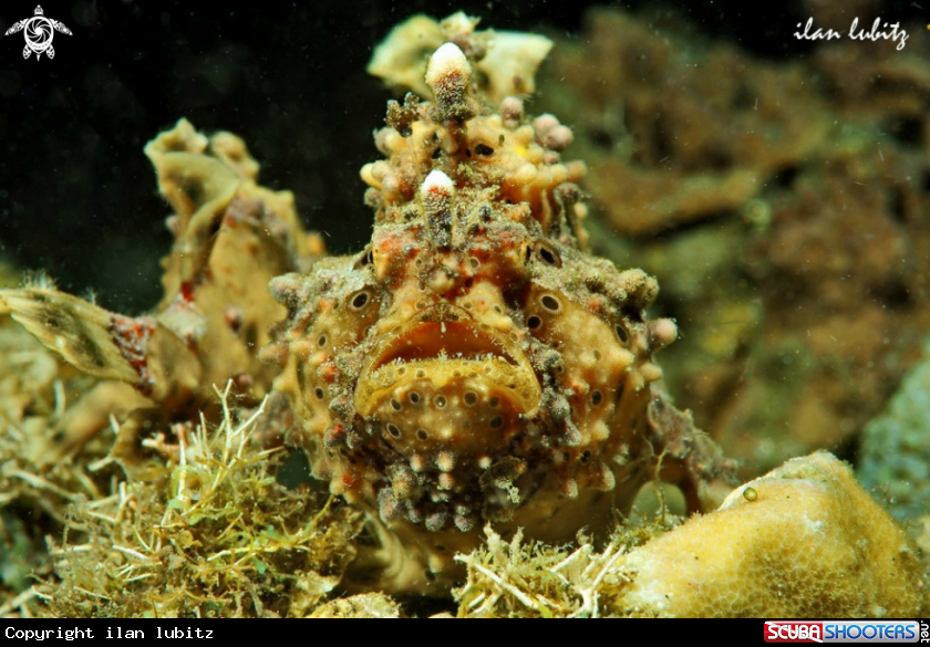 A frogfish