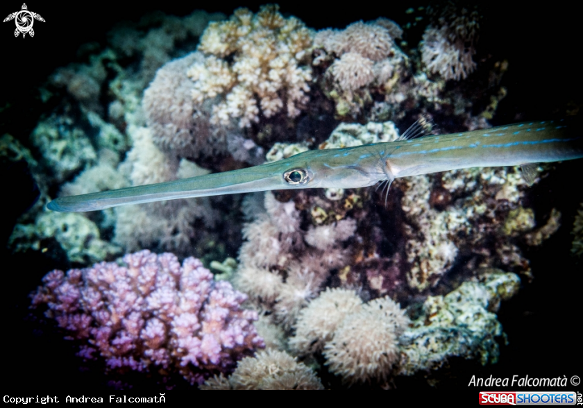 A Pesce Trombetta