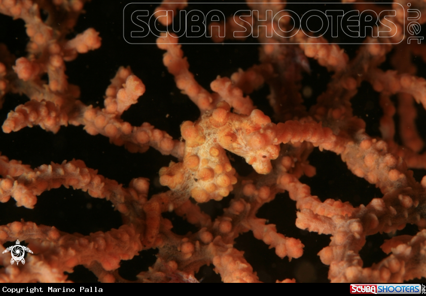 A Pigmy Sea Horse