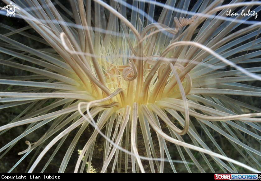 A Sea Anemone