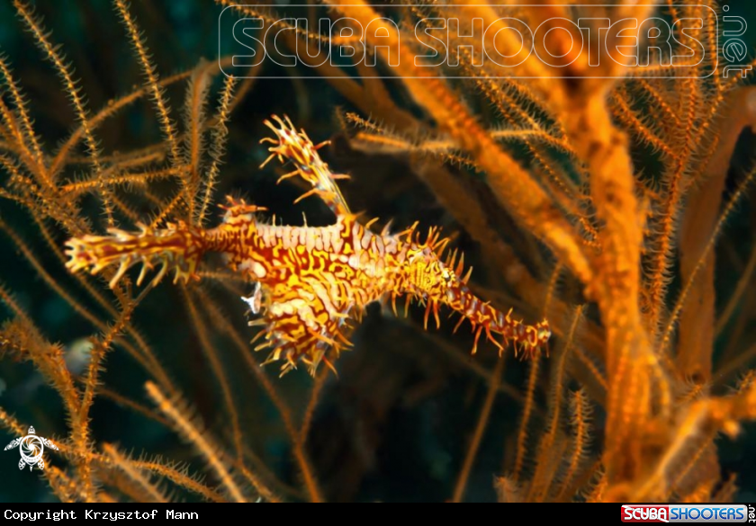 A  Harlequin Ghost Pipefish