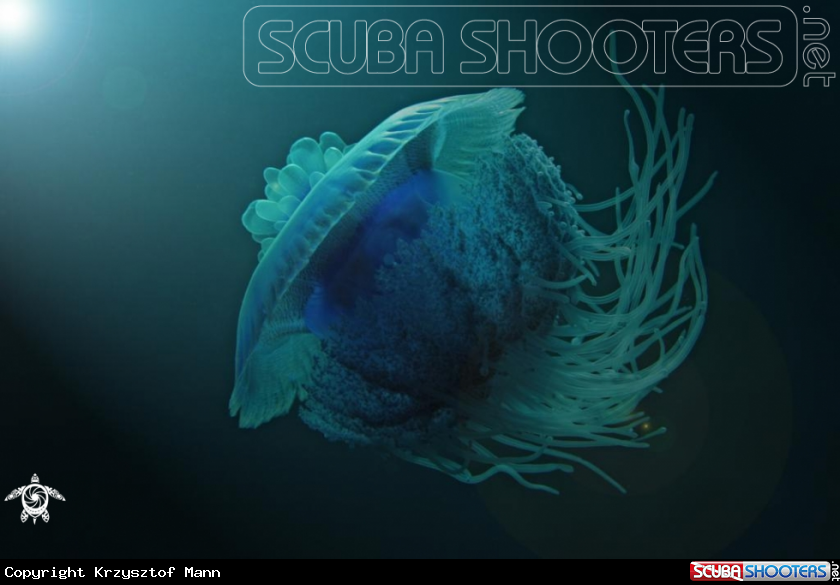 A Meduza