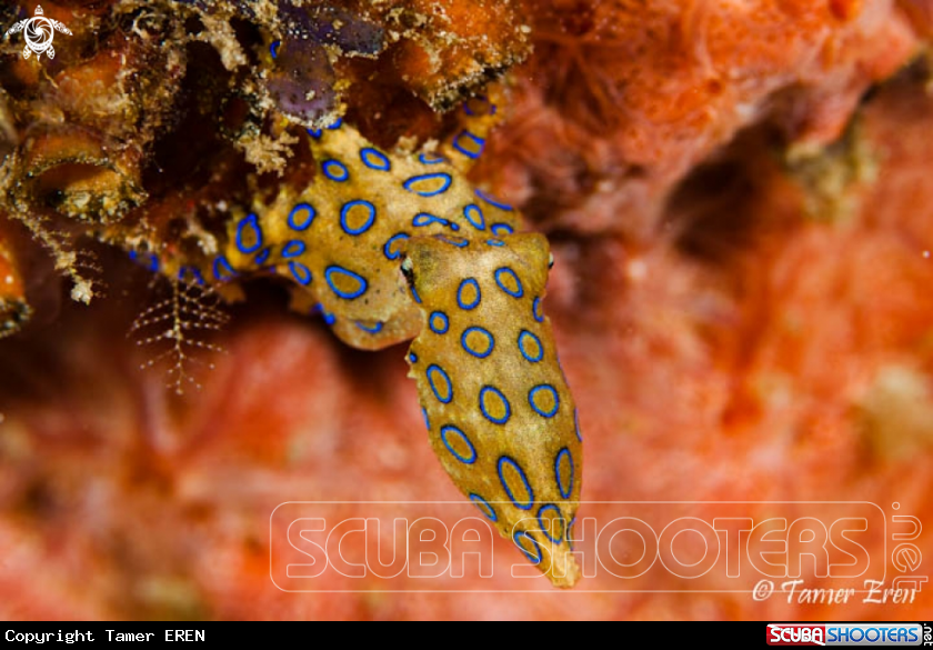 A Blue Ringed Octopus