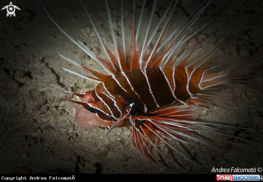 A pesce scorpione raggiato