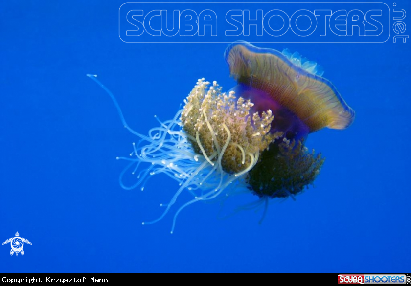 A Meduza