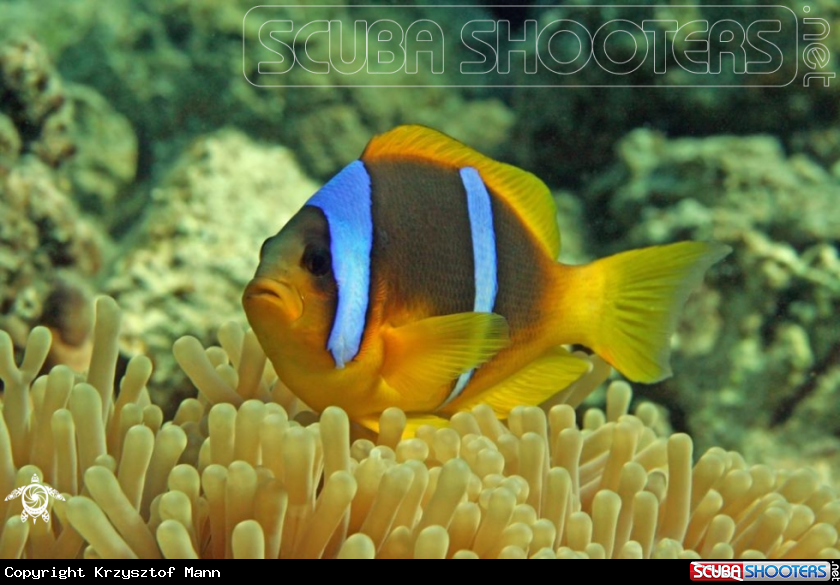A Clownfish
