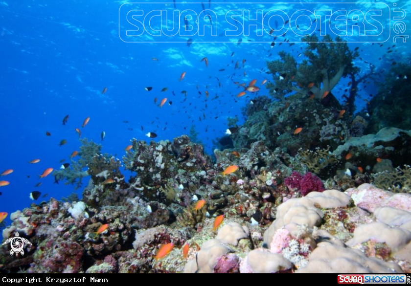 A Reef & Fish