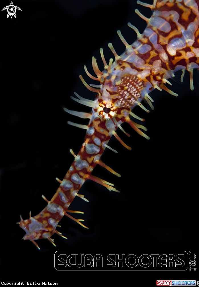 A Ornate Ghost Pipefish