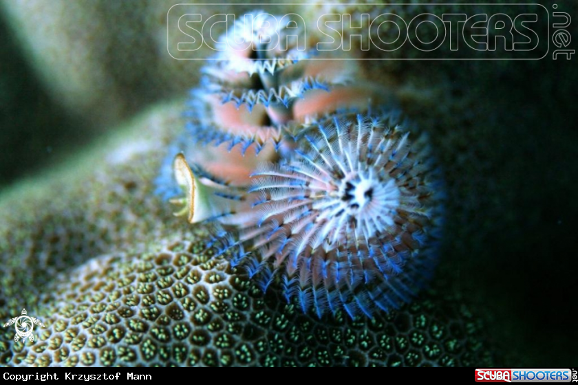 A Serpula