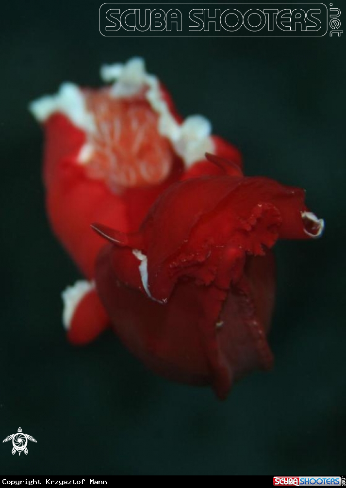A Spanish Dancer