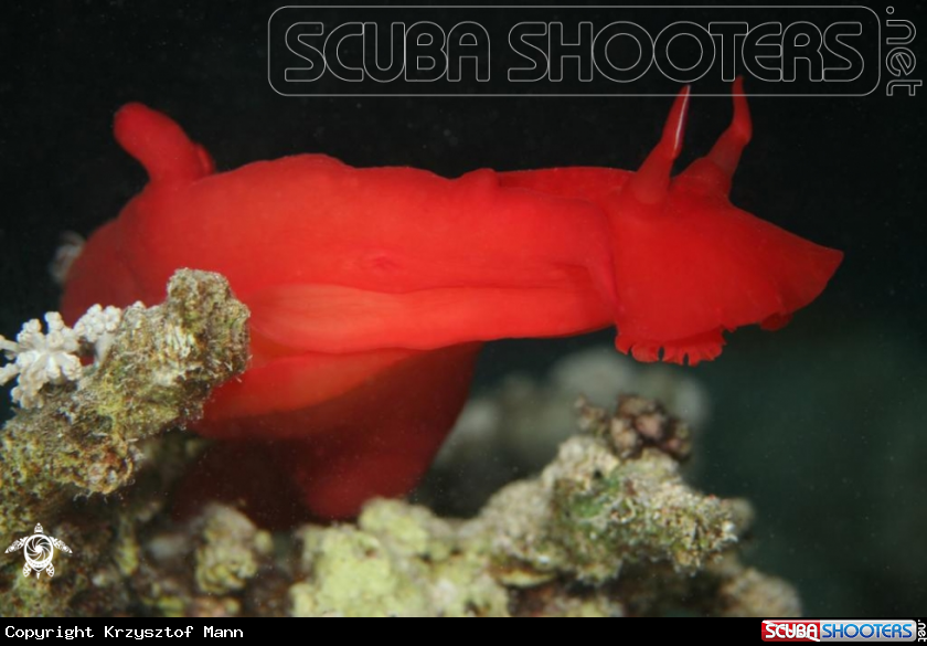 A Spanish Dancer