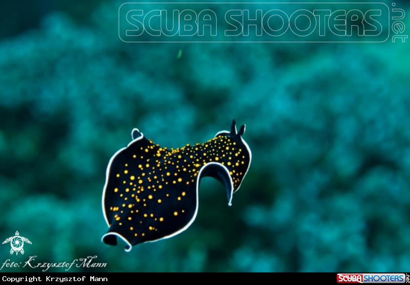 A Flatworm