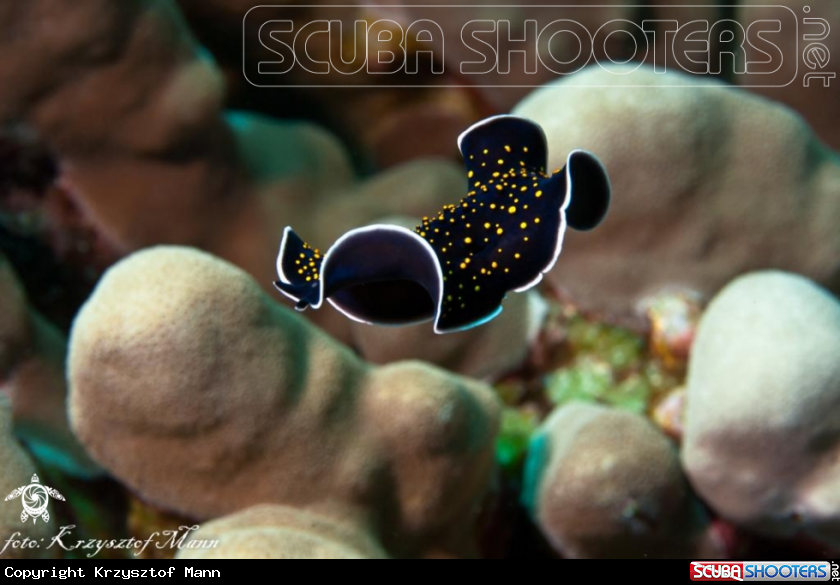 A Flatworm