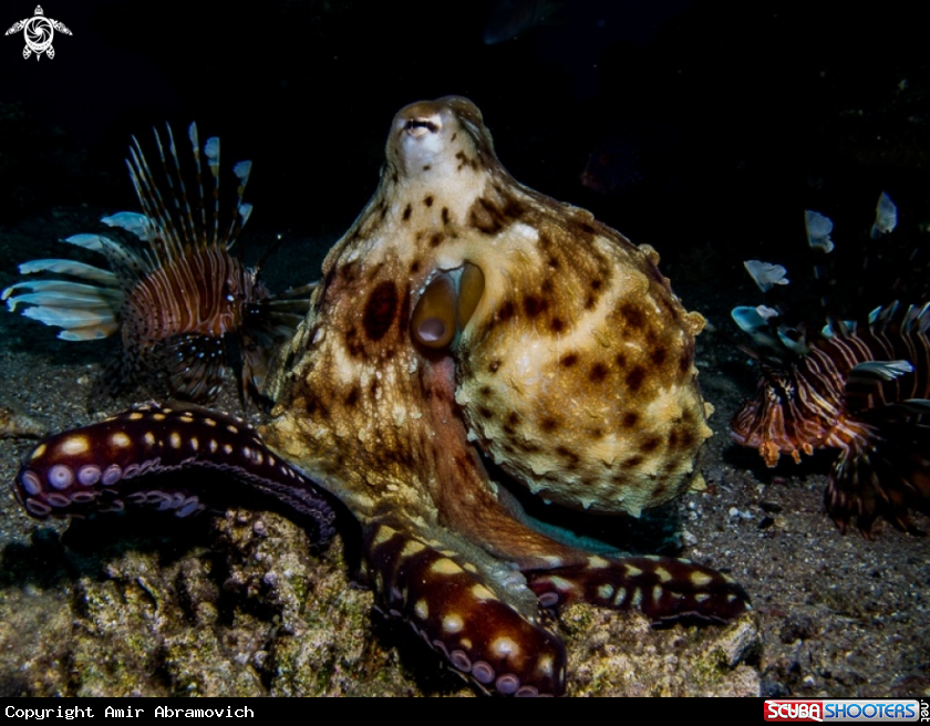 A underwater creature