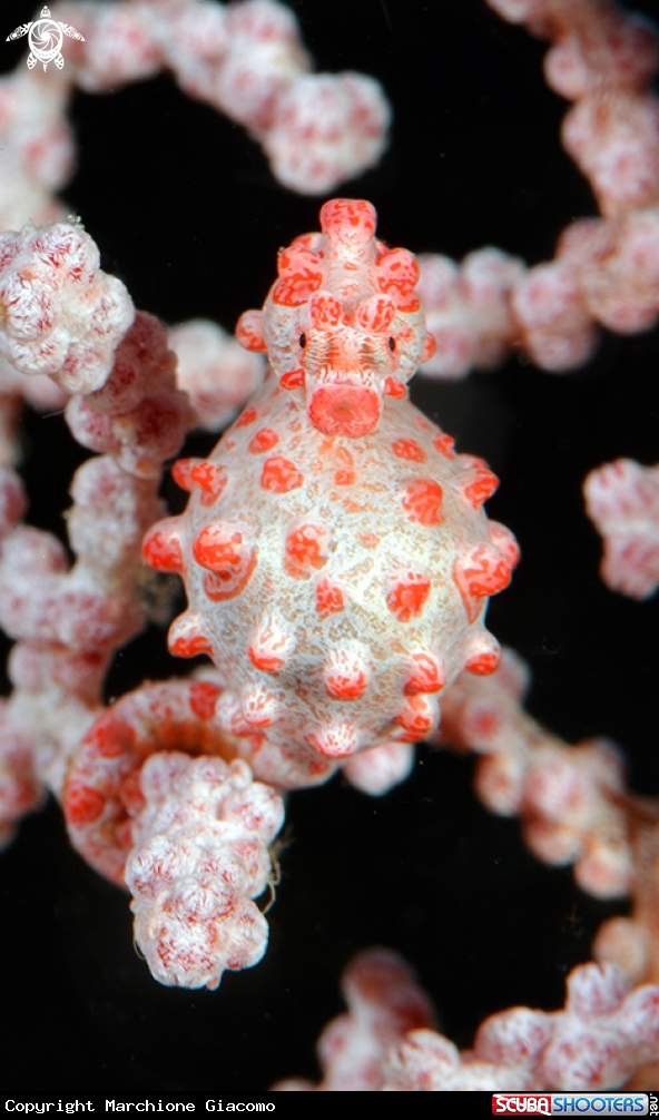 A Pygmy sea horse Bargibanti