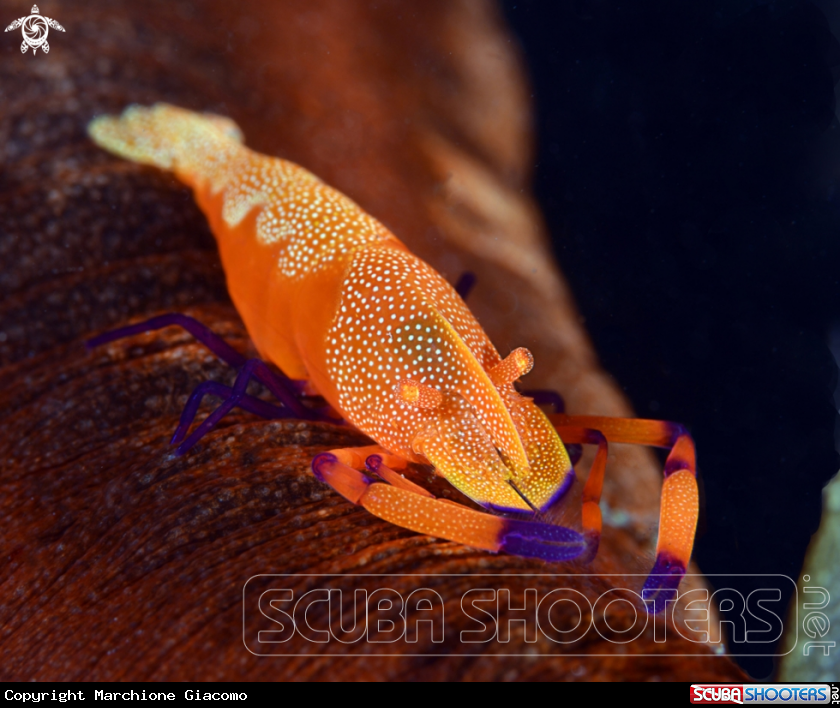 A Periclimenes Imperator