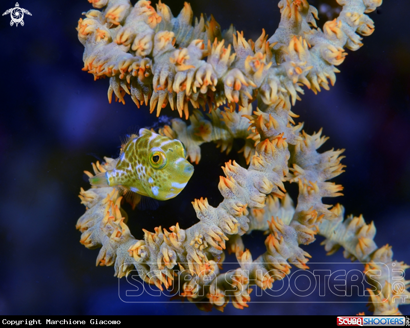 A iuvenile pufferfish
