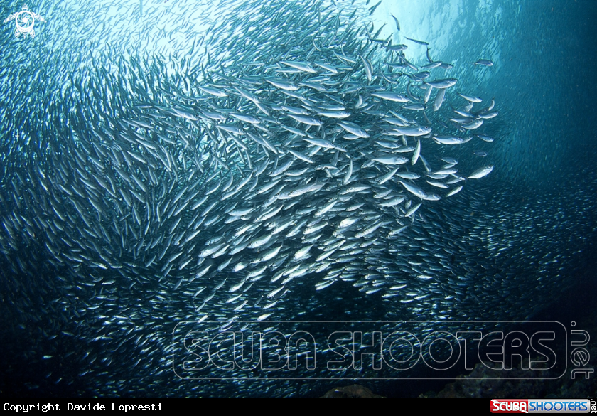 A Sardine