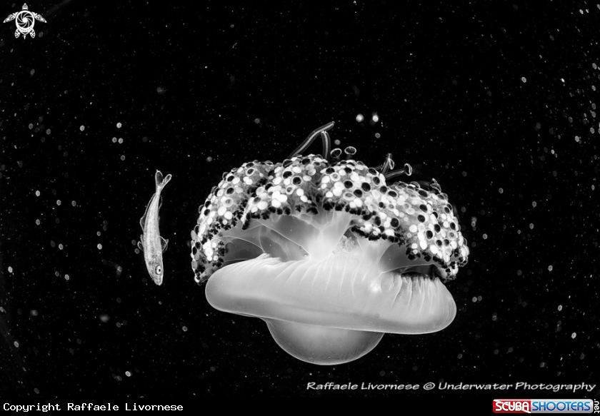 A Jelly fish