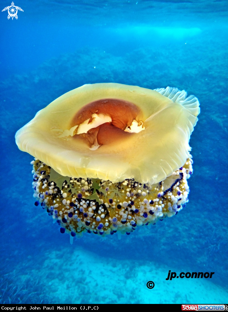 A Cassiopea mediterranea