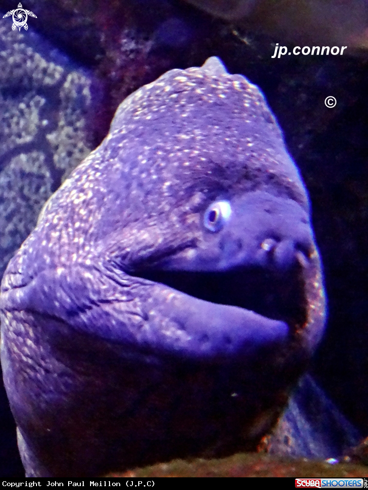 A Murène