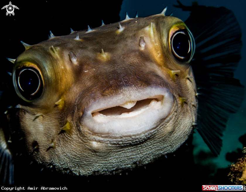 A underwater creature
